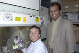 MIT Research Associate Dongfang Liu treats melanoma tumor cells with the sugar fragments he and colleagues report inhibit tumor growth. At right is Associate Professor Ram Sasisekharan, leader of the team. Both are in MIT's Division of Bioengineering and Environmental Health.