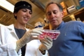 MIT researcher Shulamit Levenberg, left, and Professor Robert Langer survey 3-D scaffolds "seeded" with human embryonic stem cells
