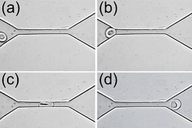 An experimental in vitro demonstration of the "fluidization" of a healthy human red blood cell through a microfliuidic channel at room temperature. The series of images shows how the shape of a red blood cell changes as it is squeezed through a 4 micron by 4 micron channel.