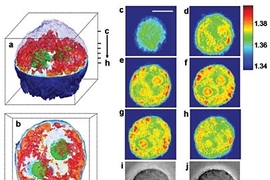 Images of a cervical cancer cell taken using a new imaging technique developed at MIT. Figures a and b show 3D images of the cell. The green structures represent the nucleolus. The nucleus, not visible in these images, surrounds the nucleolus. The red areas are unidentified cell organelles. Figures c through h show the 2D images from which the 3D images were generated. In these images, each color ...