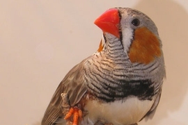 An 'in-house' image of an adult male zebra finch.