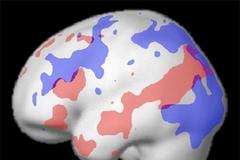 A map of the different brain areas that are active while a subject performs a language task (red) and a cognitive control task (blue), showing that nearby but distinct regions are used for each activity.