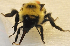 Researchers find bees get the sweetest nectar by dipping their tongues into the viscous syrup. Pictured is a bumblebee drinking from a sucrose-soaked surface.