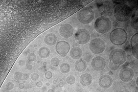 Cryoelectron microscope image of the nanoparticles developed by MIT researchers to deliver vaccines to mucosal surfaces.