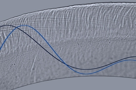 This optical microscope image depicts wave motion in a cross-section of the tectorial membrane, part of the inner ear. This membrane is a microscale gel, smaller in width than a single human hair, and it plays a key role in stimulating sensory receptors of the inner ear. Waves traveling on this membrane control our ability to separate sounds of varying pitch and intensity.  