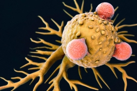  An illustration of T Lymphocytes on a Cancer Cell.