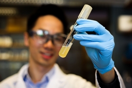 Chang holds a vial of E. coli cell culture. Different types of DNA adducts are studied in cell strains with different repair and replication capabilities. By comparing the mutation and toxicity levels of an adduct in several cell strains, researchers can understand how the adducts are repaired in cells.