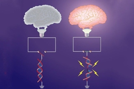 Early-response genes, which are important for synaptic plasticity, are “switched off” under basal conditions by topological constraints. Neuronal activity triggers DNA breaks in a subset of early-response genes, which overrides these topological constraints, and “switches on” gene expression. Shown here is the topological constraint to early-response genes represented as an open switch (le...