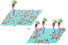 Mild heating of graphene oxide sheets makes it possible to bond particular compounds to the sheets’ surface, a new study shows. These compounds in turn select and bond with specific molecules of interest, including DNA and proteins, or even whole cells. In this image the treated graphene oxide on the right is nearly twice as efficient at capturing cells as the untreated material on the left. 
