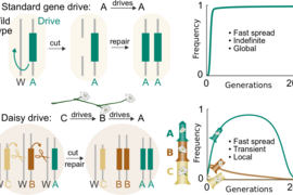 A standard CRISPR-based gene-drive system cuts the wild-type chromosome in the reproductive cells of each generation, causing its own DNA to be copied and ensuring that it will be inherited. Because it has everything it needs to favor itself, it can spread indefinitely through all connected populations. In contrast, a daisy-chain drive system has several components linked such that each copies the...
