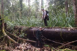 In this photo, Alison Hoyt stands on top of a log during a research trip in a peat swamp forest in Borneo. Tropical peatlands are permanently flooded forest lands, where the debris of fallen leaves and branches is preserved by the wet environment and continues to accumulate for centuries, rather than continually decomposing as it does in dryland forests.
