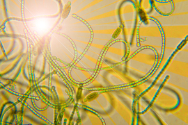 This photo-collage shows cyanobacteria with a lens flare and subtle orange sunburst.