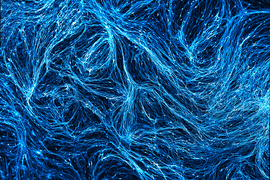 neuronal circuits depicted in blue