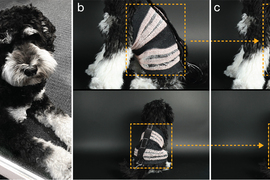 An adorable black-and-white dog calmy wears a little black-and-white harness in 5 photos labeled, “A, B, C.” The photos show how the harness looks when it is not squeezed and then squeezed.