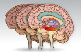 Illustration of three human brains in succession, the third brain showing a detailed rendering