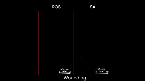 Titled “wounding” and several seconds long, the left side is labeled “ROS” and has a burst of purple appears showing a wound. Subtle blue bursts are present on the right side, labeled “SA.”