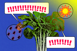 Illustration of bok choy has, on left, leaves being attacked by aphids, and on right, leaves burned by the sun’s heat. 2 word balloons show the plant is responding with alarm: “!!!”