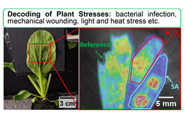 The title says, “Decoding of plant stresses: bacterial infection, mechanical wounding, light and heat stress etc.” On left is an image of a bok choy leaf. On right, a heat map image shows the colorful stresses on the leaf, labeled “H202” and “SA.”