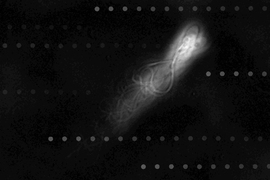 Superimposed photographs of a human sperm cell swimming upstream along the wall of a microfluidic channel, with overlaid virtual tracer particles indicating the flow direction. 
