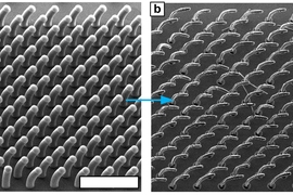 New process developed by MIT’s John Hart and others can produce arrays of 3-D shapes, based on carbon nanotubes growing from a surface. In this example, all the nanotubes are aligned to curve in the same direction.