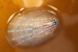 Scientists at MIT and Harvard University have identified two optical structures within the blue-rayed limpet’s shell that give its blue-striped appearance. 