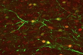 The nucleus accumbens, a key reward-related structure that lights up when a positive memory is reactivated in the hippocampus. 